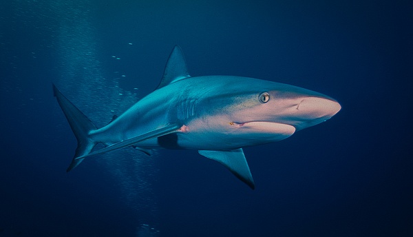 Shark Bahamas 10 - Sharks and Rays - Keith Ibsen Photography  