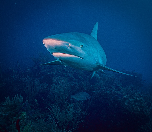 Shark Bahamas 3 - Sharks and Rays - Keith Ibsen Photography  