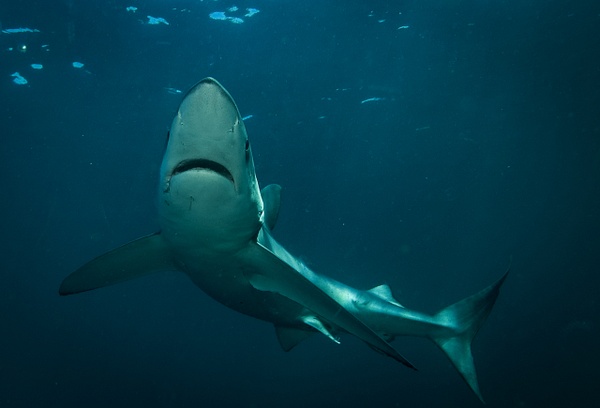 Shark Haze - Sharks and Rays - Keith Ibsen Photography 