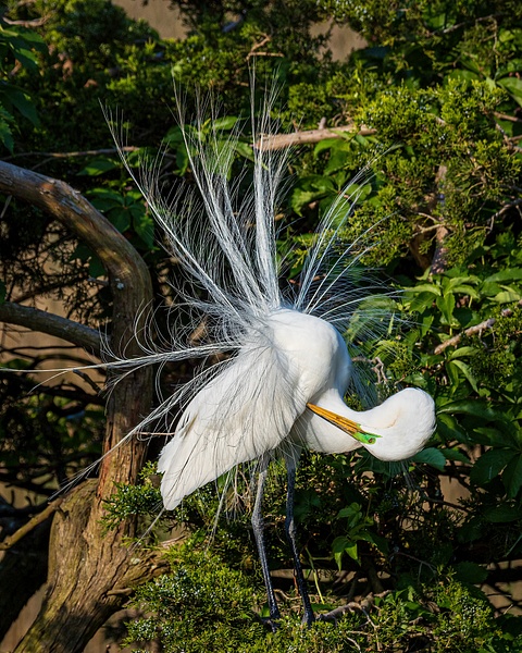 egret 2 - Birds - JaxPropix Photography 