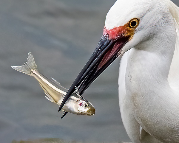 egret with fish - Birds - JaxPropix Photography 