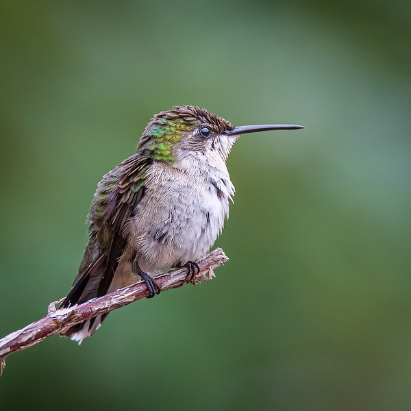 2021-08 hummingbird-2 - Birds - JaxPropix Photography 
