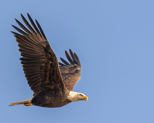 bald eagle vets park - jaxpropix
