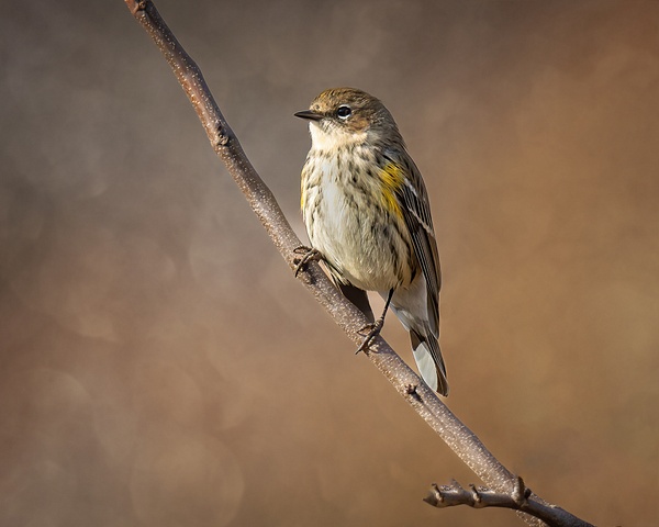 yellow rump warbler forsythe - Birds - JaxPropix Photography 