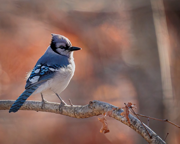 blue jay - Birds - JaxPropix Photography