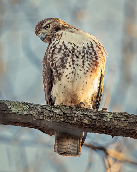 hawk - Birds - JaxPropix Photography