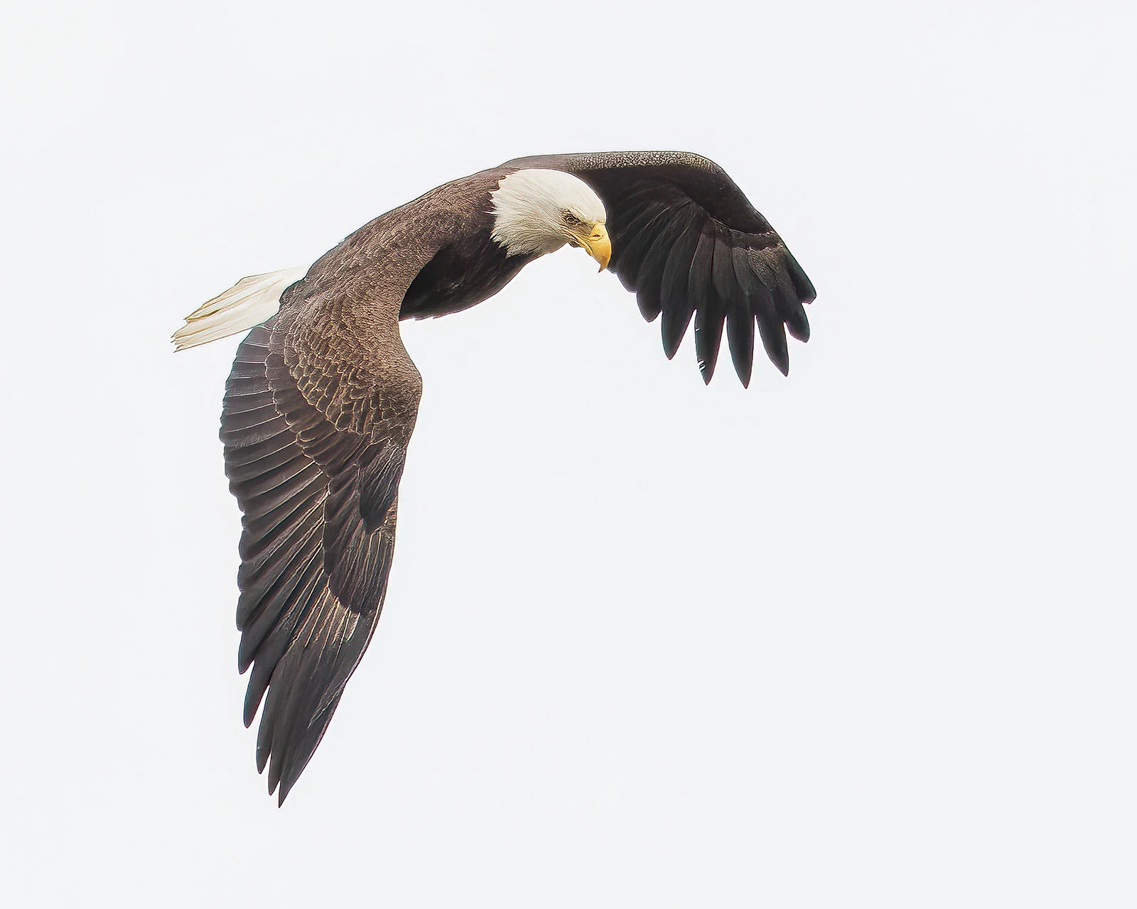 Facts About Bald Eagles - February 5, 2024