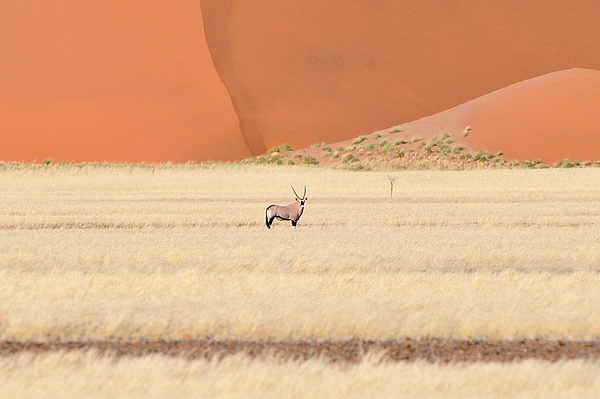 orice nel Namib