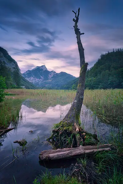 The dead tree by delfinophotography