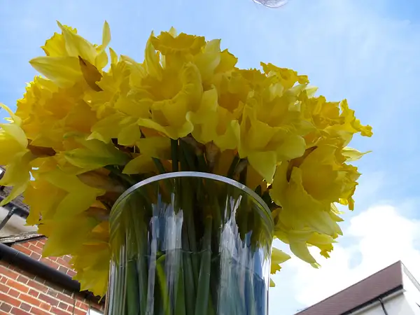 Daffodils by Pewsey U3A