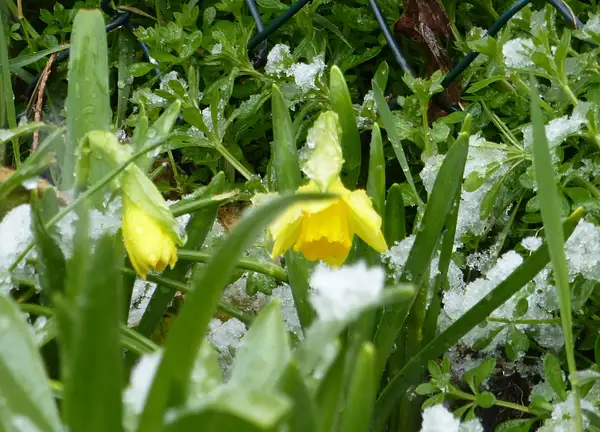 Daffodils_in_the_Snow_ (2) by Pewsey U3A