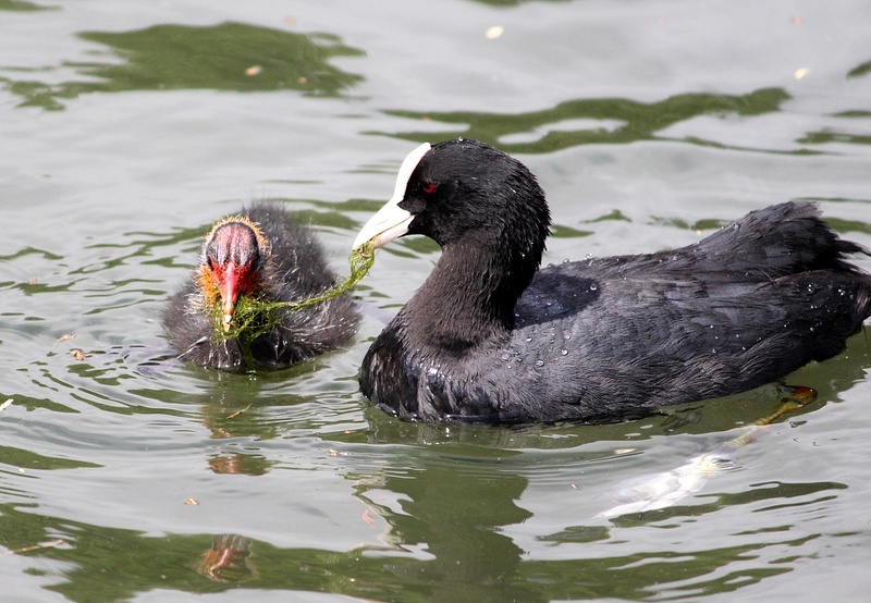 a coot chick