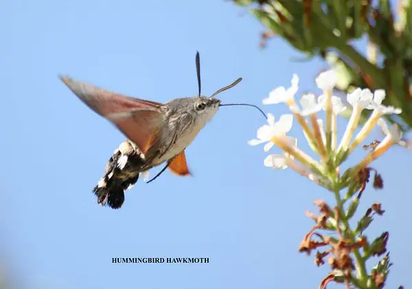 Hummingbird hawkmoth by Pewsey U3A
