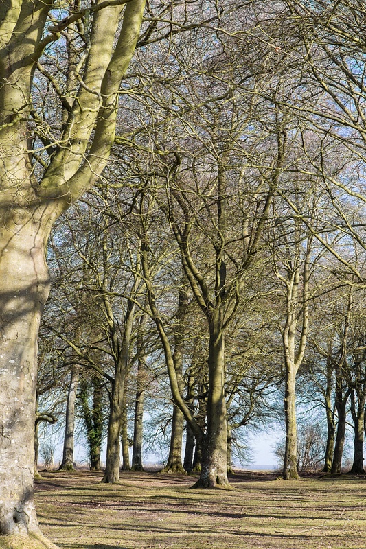 More Trees 3