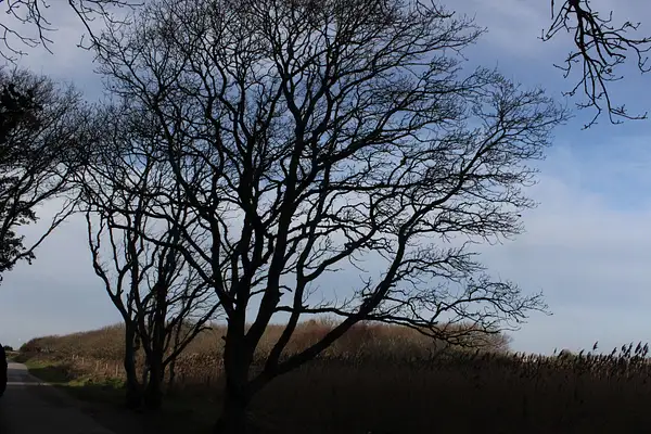 Tree late afternoon - Dave Knight by Pewsey U3A