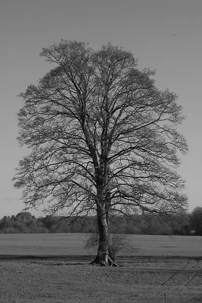 Tree - Robin Collins by Pewsey U3A