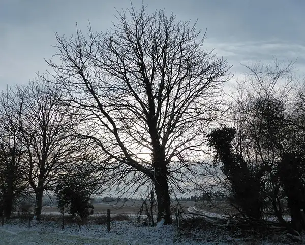 Trees in Snow 1 - Joanna by Pewsey U3A