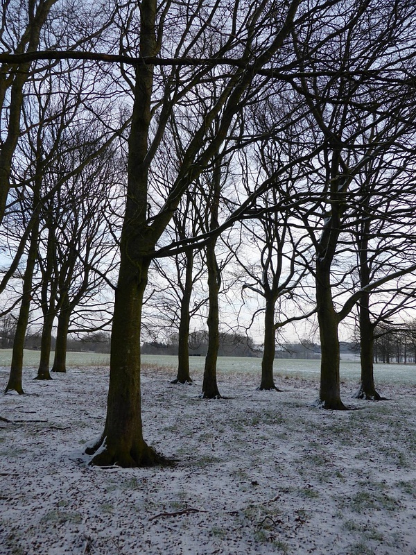 Trees in Snow 2 - Joanna