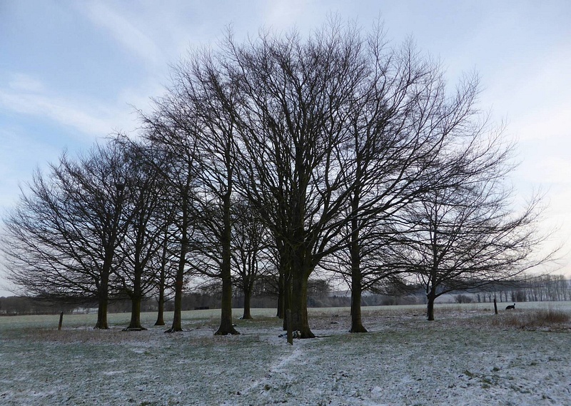 Trees in Snow 3 - Joanna