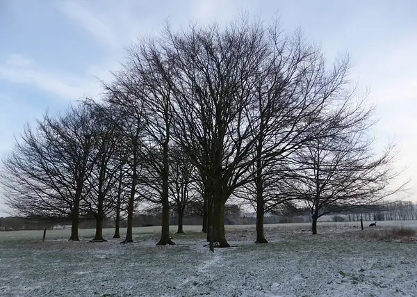 Trees in Snow 3 - Joanna by Pewsey U3A