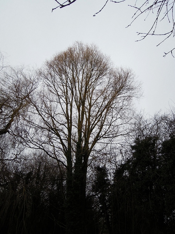 Winter_Trees_16