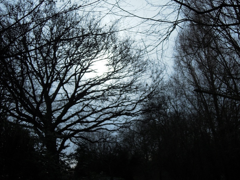 Winter_Trees_19