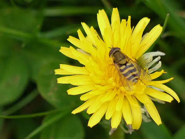 Hover fly not hovering by Pewsey U3A