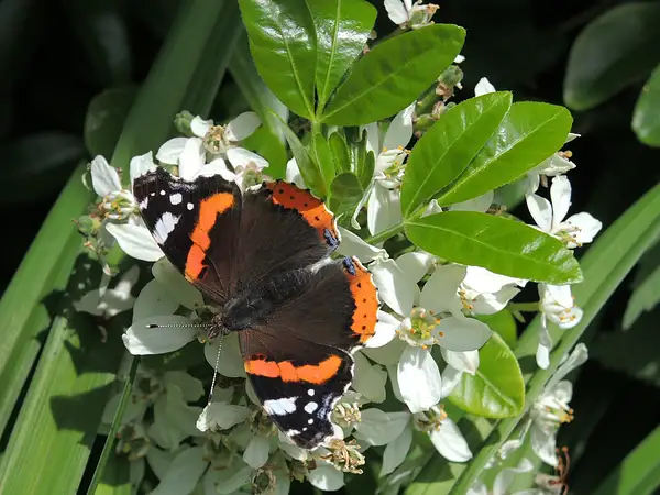 red admiral_RC by Pewsey U3A