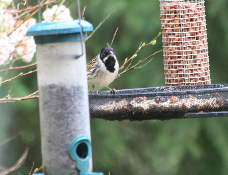 Reed Bunting2_PM