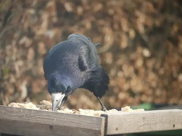 Rooks on the bird-table_02_RC by Pewsey U3A