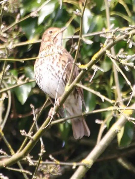Song Thrush1_PM by Pewsey U3A
