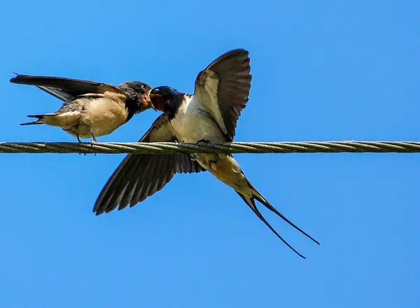 Swallows-058_RoyH by Pewsey U3A