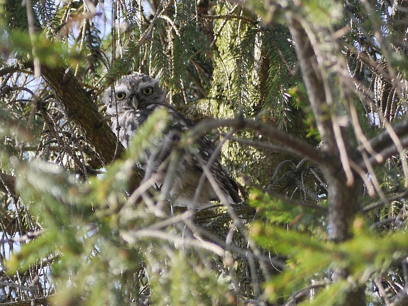 Young owl in tree