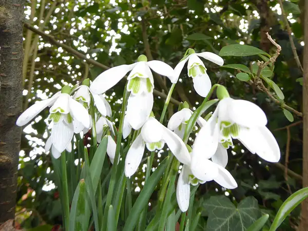 PPG_Winter-Spring_WPL_07 by Pewsey U3A