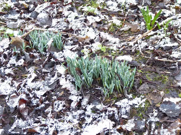 PPG_Winter-Spring_WPL_04 by Pewsey U3A