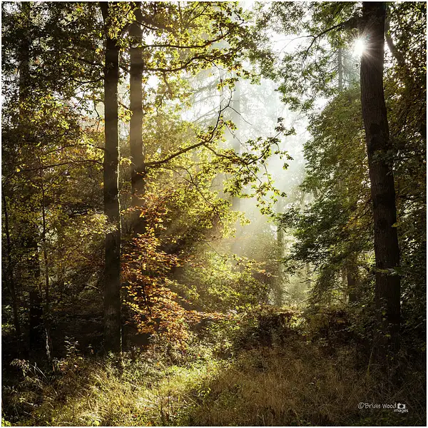 Savernake Forest-October-2016 by Pewsey U3A