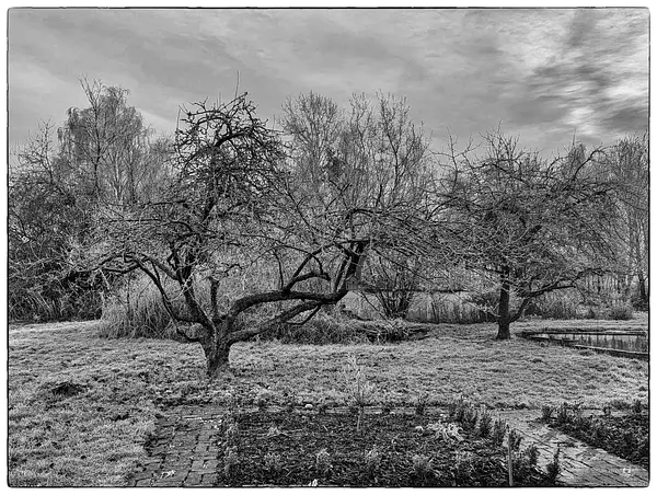 PPG_Trees_BW_08 by Pewsey U3A