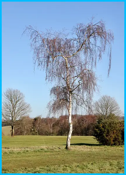 PPG_Trees_JS_05 by Pewsey U3A
