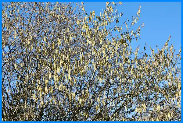 PPG_Trees_JS_06 by Pewsey U3A