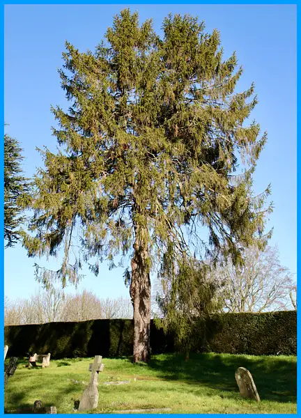 PPG_Trees_JS_03 by Pewsey U3A