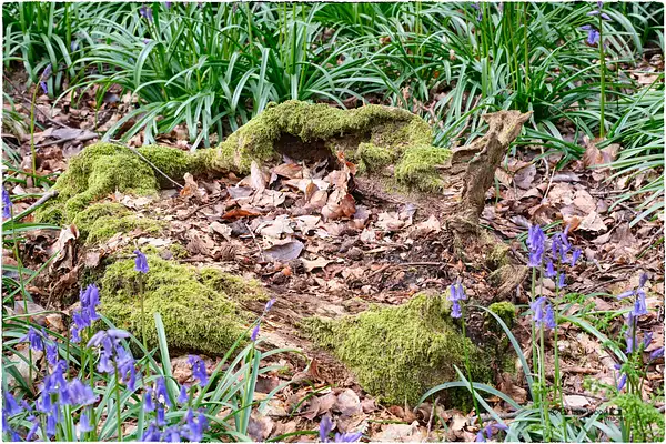 PPG Moss and Lichen May 2024 by Pewsey U3A