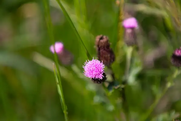Thistle Macros (6 of 7) by Viewsfromtheroad