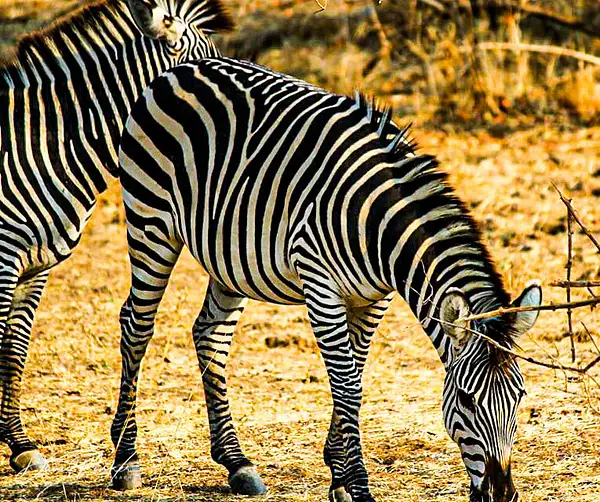 Zebra by DavidParkerPhotography