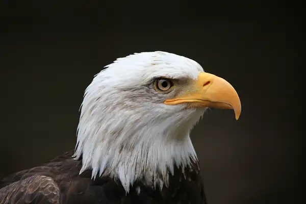 Bald Eagle profile by John Roberts
