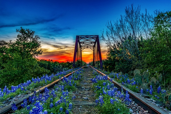 Bluebonnet Trestle Sunset - Clicking with Nature Photography