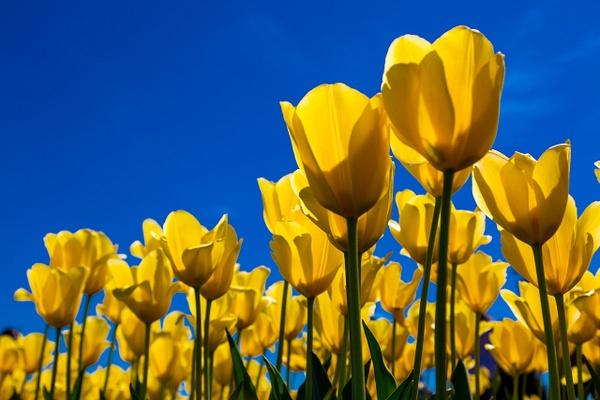 Yellow Tulips - John Roberts - Clicking With Nature® 