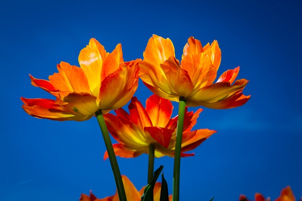 Fiery Orange Tulips - Clicking with Nature Photography