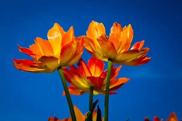 Fiery Orange Tulips by John Roberts