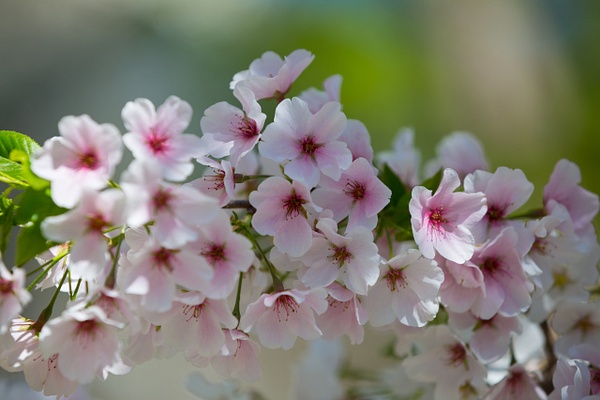 Cherry Blossoms - John Roberts - Clicking With Nature®