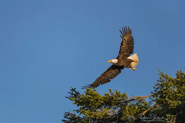 Eagle in flight by John Roberts